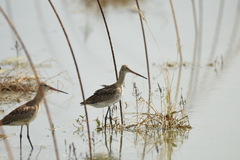 Limosa limosa