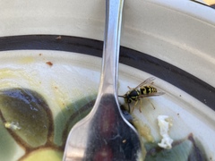 Vespula pensylvanica