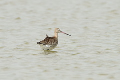 Limosa limosa