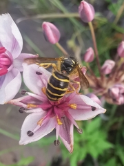 Dolichovespula media