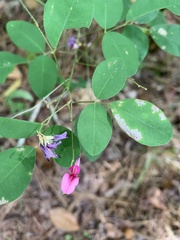 Lespedeza violacea
