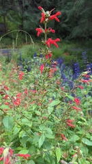 Salvia fulgens