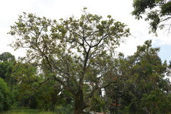 Erythrina abyssinica