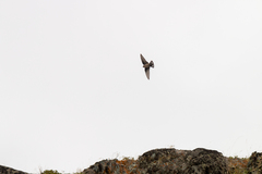 Ptyonoprogne rupestris