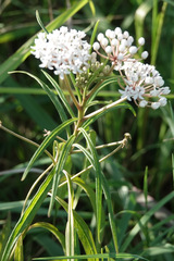 Asclepias perennis