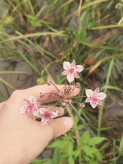 Butomus umbellatus