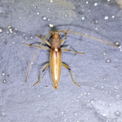 Achryson immaculipenne