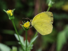 Eurema mandarina