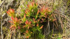Castilleja moranensis