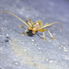 Achryson immaculipenne