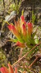 Castilleja moranensis