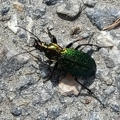 Carabus monilis