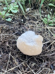 Calvatia craniiformis