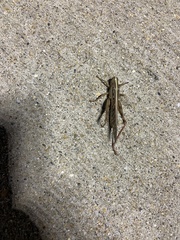 Schistocerca americana