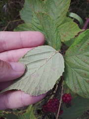 Rubus fruticosus