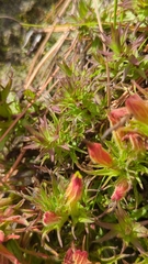 Castilleja moranensis