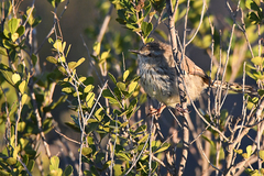 Prinia maculosa exultans