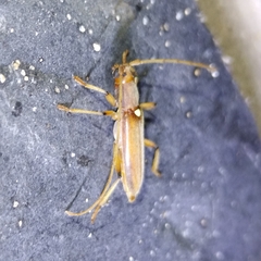 Achryson immaculipenne