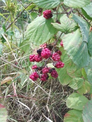 Rubus fruticosus