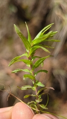 Castilleja moranensis