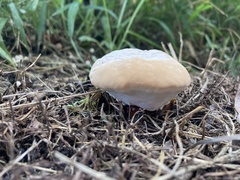 Calvatia craniiformis