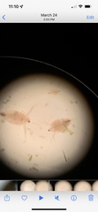 Daphnia