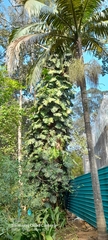 Monstera deliciosa