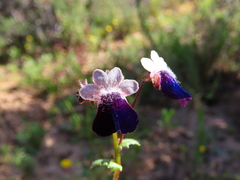 Nemesia barbata