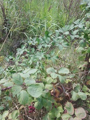 Rubus fruticosus