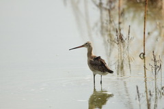Limosa limosa