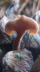 Auriscalpium vulgare