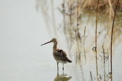 Limosa limosa