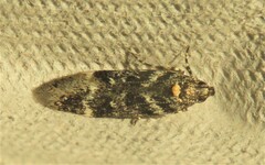 Gelechiini