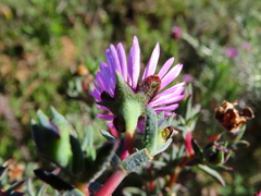 Lampranthus scaber