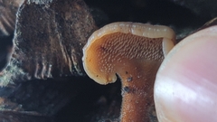 Auriscalpium vulgare