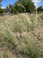 Aristida purpurea