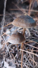Nolanea