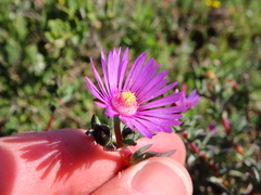 Lampranthus scaber