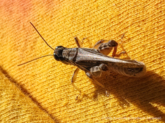 Acrididae