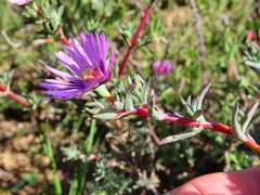 Lampranthus scaber