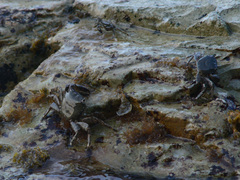 Pachygrapsus marmoratus