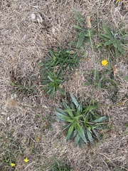 Scorzoneroides autumnalis