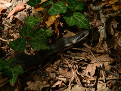 Zamenis longissimus