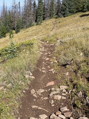 Dendragapus obscurus