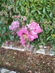 Lagerstroemia indica