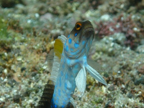 Bluespotted jawfish (Opistognathus rosenblatti) — Opistognathidae — 2