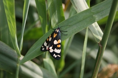 Callimorpha dominula