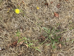 Helminthotheca echioides