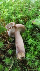 Lactarius mutabilis