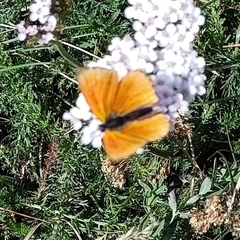 Lycaena virgaureae